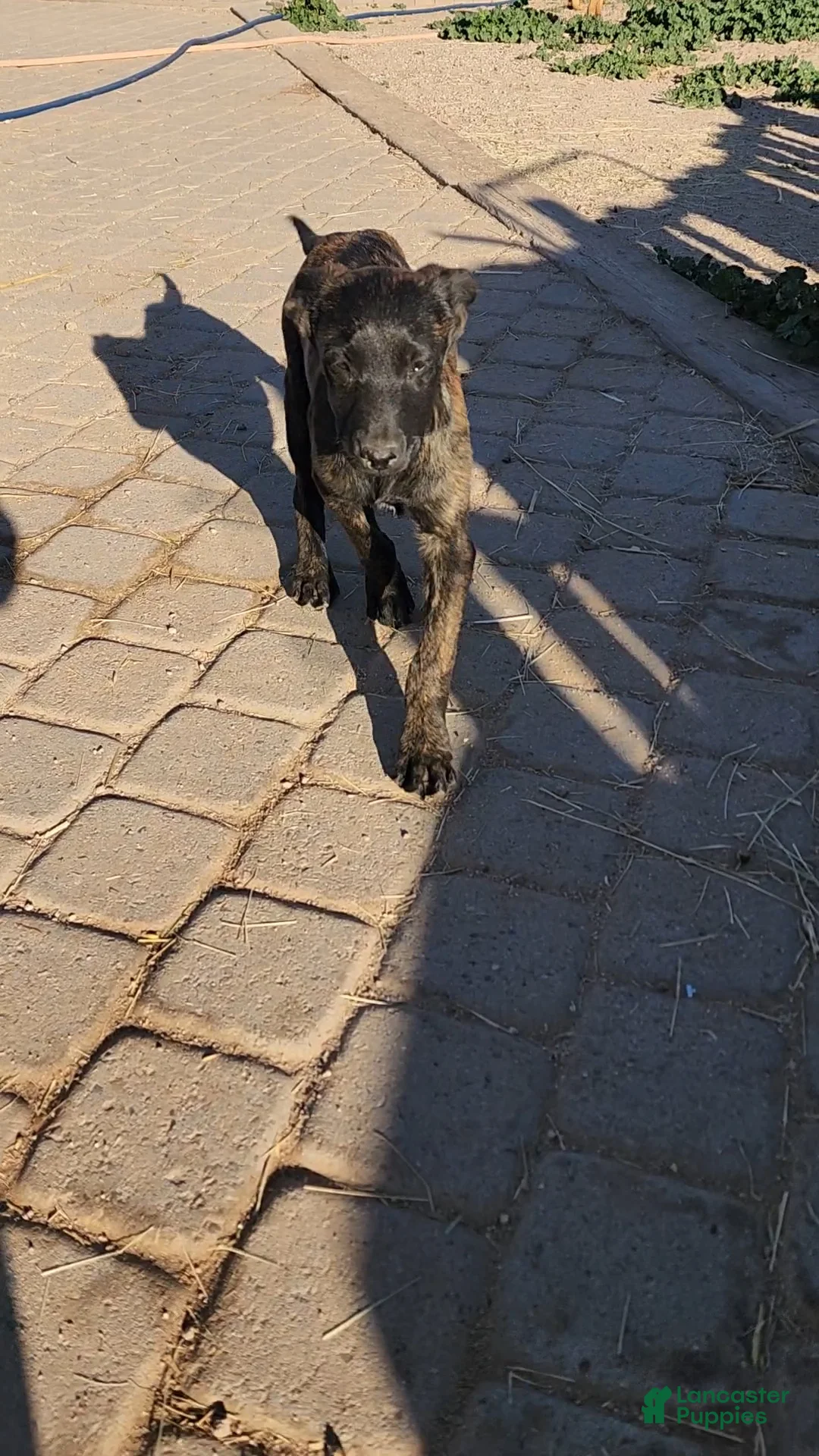 Dutch Shepherd dogs for sale: Dutch brindle F - Ad 6