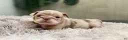 English Bulldog dogs for sale: ENGRID - Ad 8