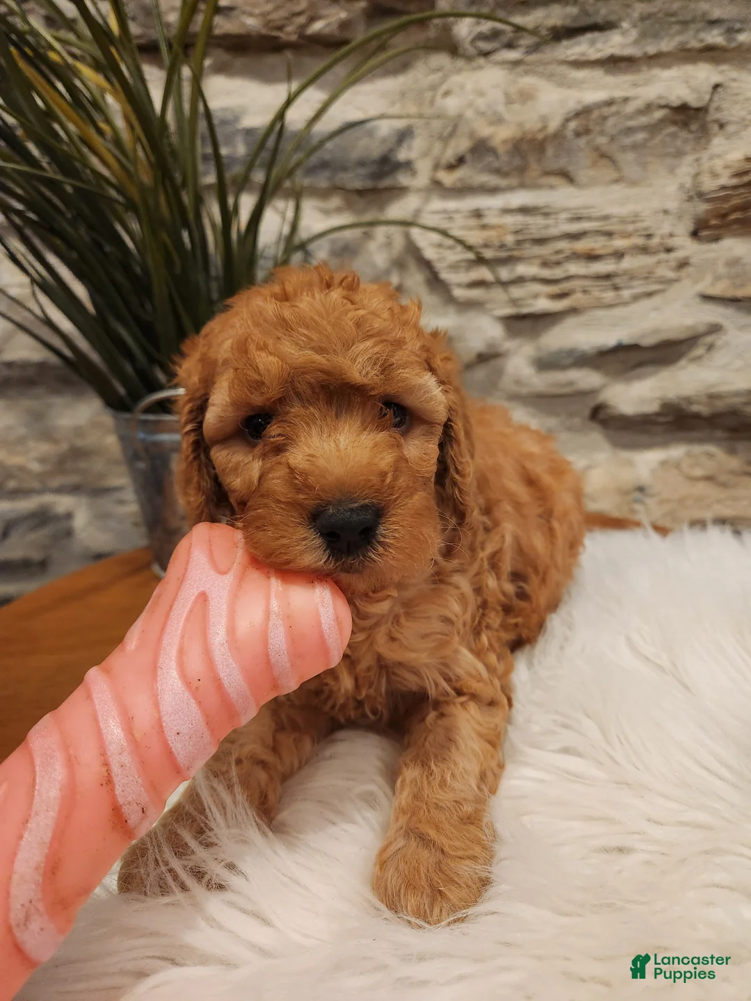 Mini Goldendoodle dogs for sale: BLAZE - Mini Goldendoodle Puppy 5 - Ad 2