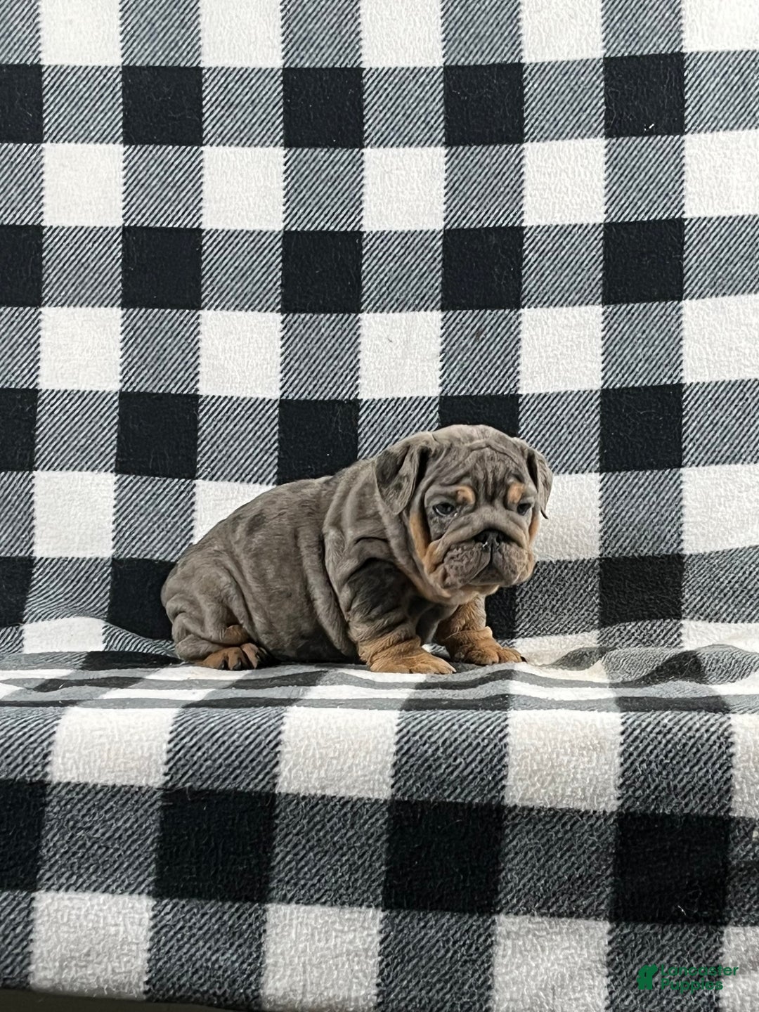 English Bulldog dogs for sale: Tera - Ad 2