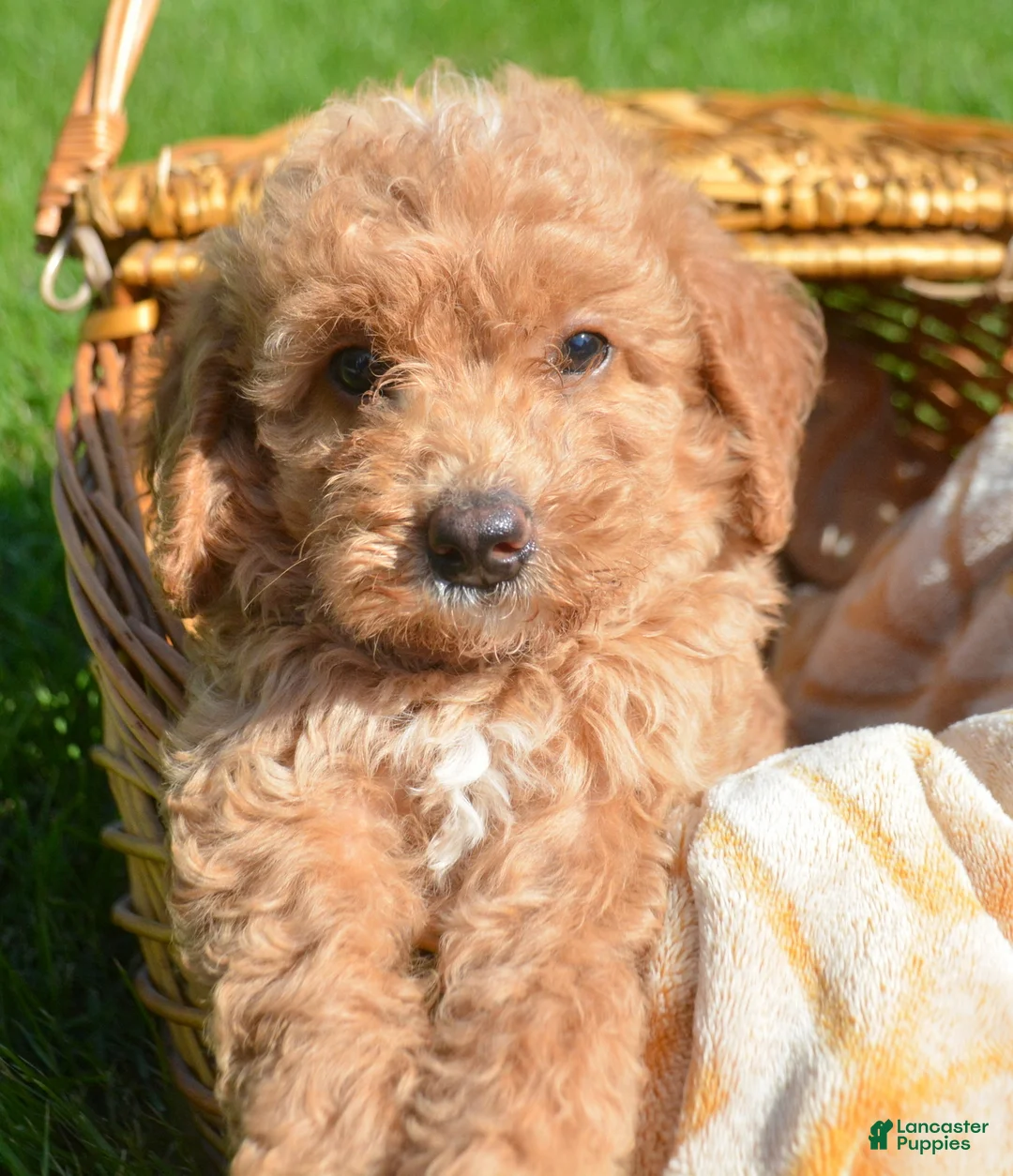 Mini Goldendoodle dogs for sale: Daisy Mini Goldendoodle 4 - Ad 2