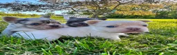 French Bulldog dogs for sale: Ice - Ad 7