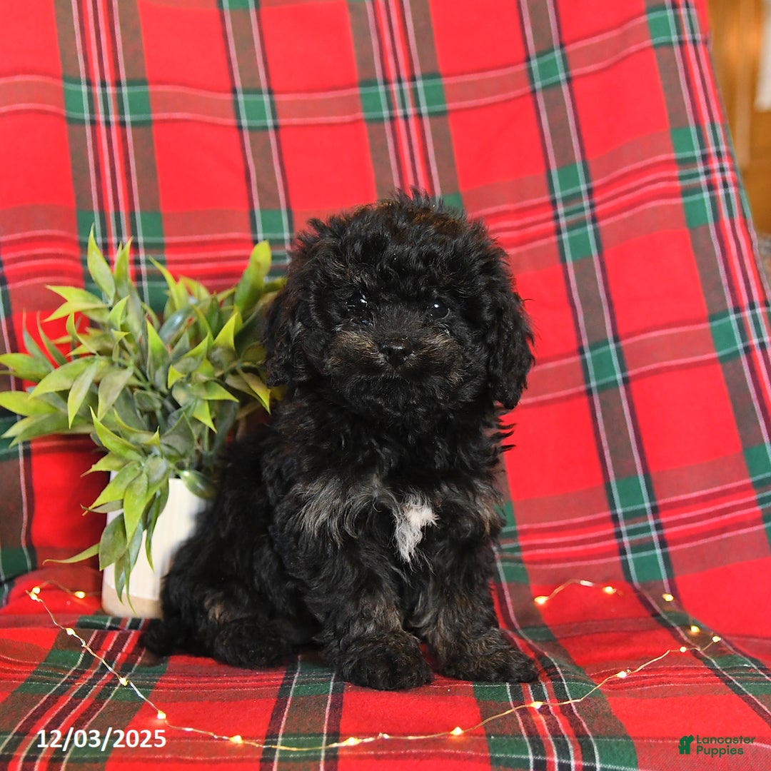 Cavapoo dogs for sale: Annie - Ad 2