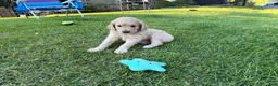 Goldendoodle dogs for sale: Pearl  - Ad 6