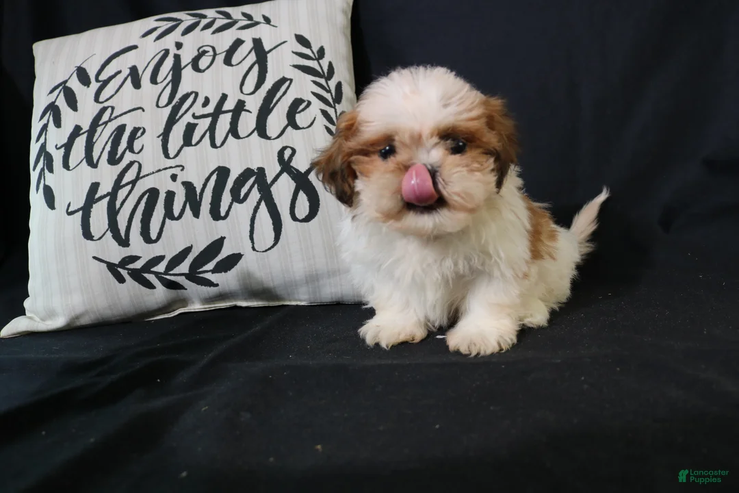 Shih Tzu dogs for sale: Buddy - Ad 2