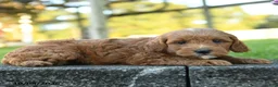 Mini Goldendoodle dogs for sale: Lancelot - Ad 4