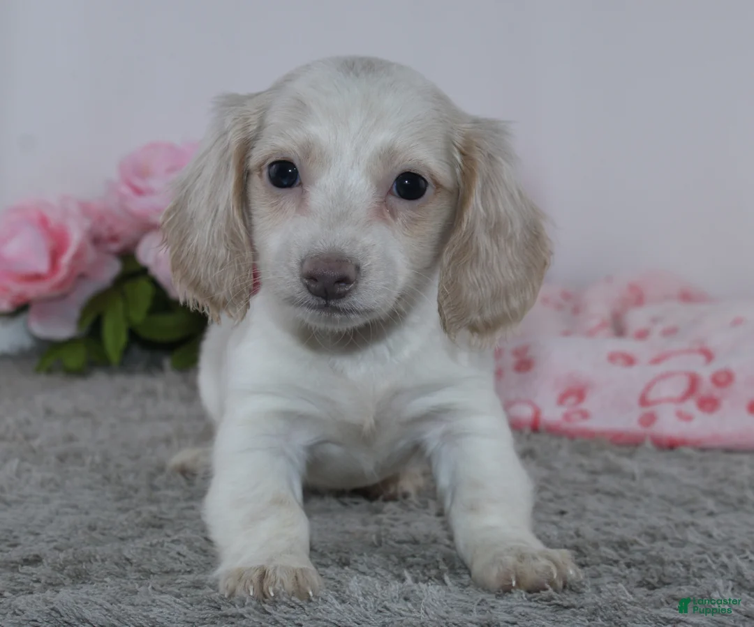 Miniature Dachshund dogs for sale: Infinity - Ad 1