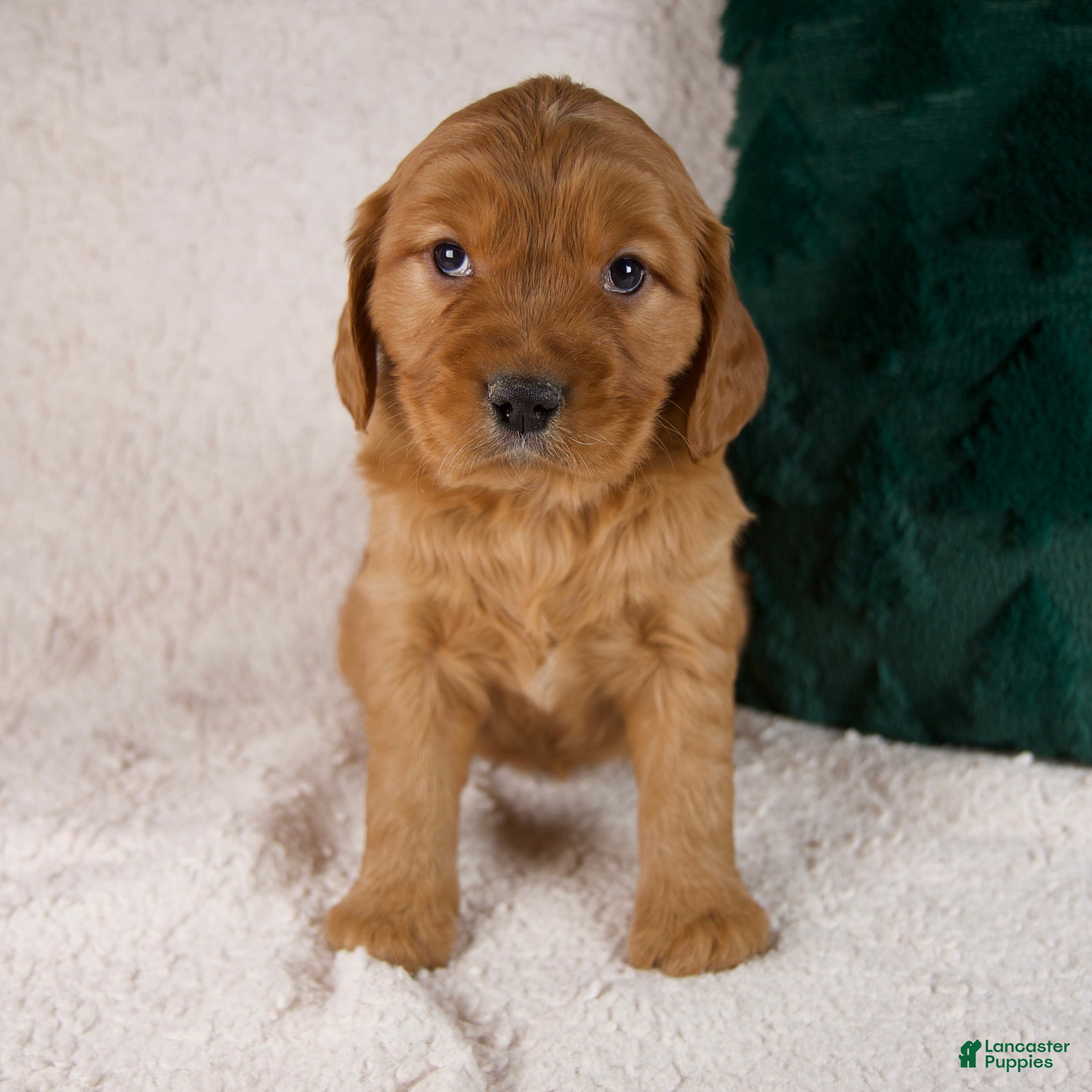 Mixed Breed dogs Moose - Ad 37