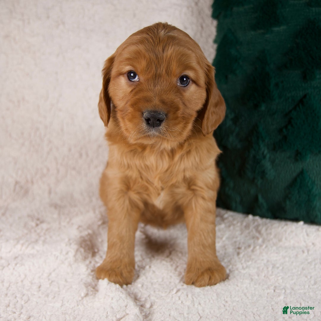 Mixed Breed dogs for sale: Moose - Ad 1