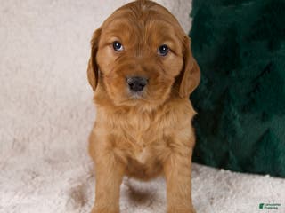 Miniature Golden Retriever dogs Moose - Ad 2