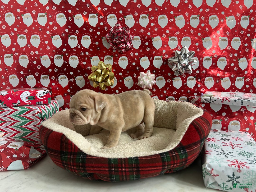 English Bulldog dogs for sale: River - Ad 5