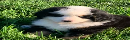 Bernese Mountain Dog dogs for sale: Rambo  - Ad 3