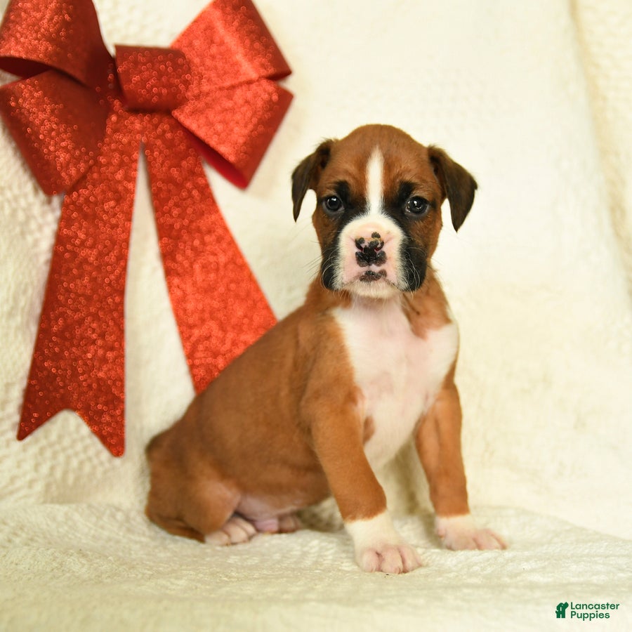 Boxer dogs Snowcap - Ad 17