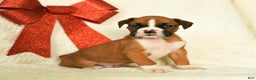 Boxer dogs for sale: Snowcap - Ad 1