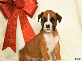 Boxer dogs Snowcap - Ad 12