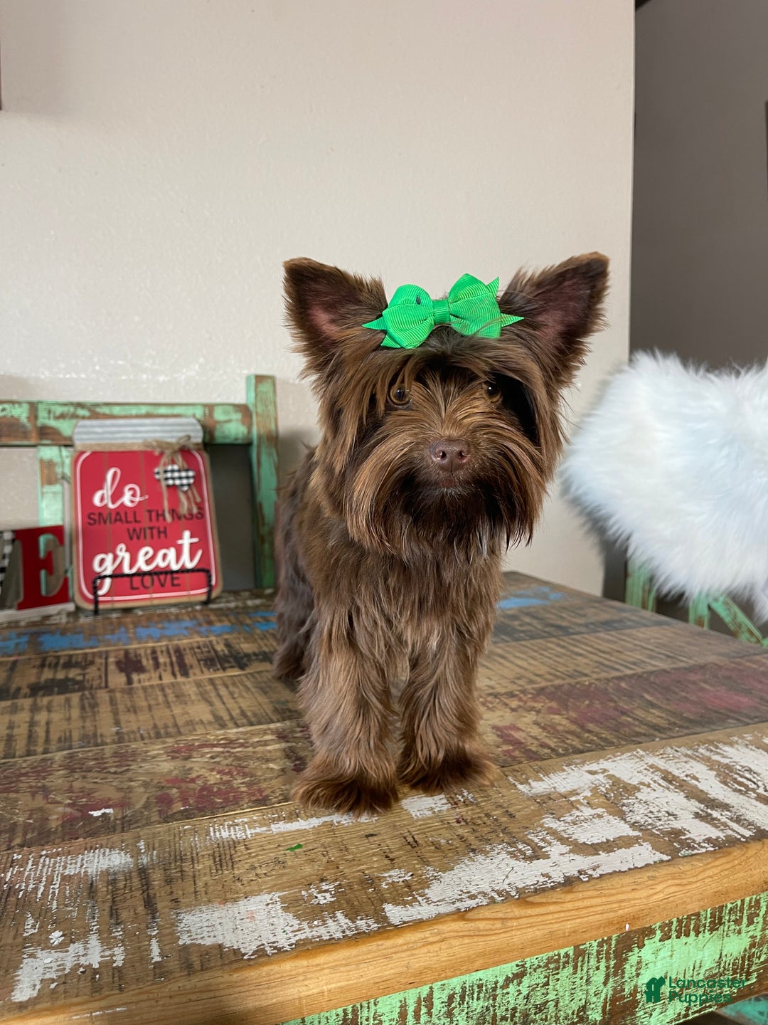 Yorkshire Terrier dogs for sale: Chocolate Coco - Ad 2