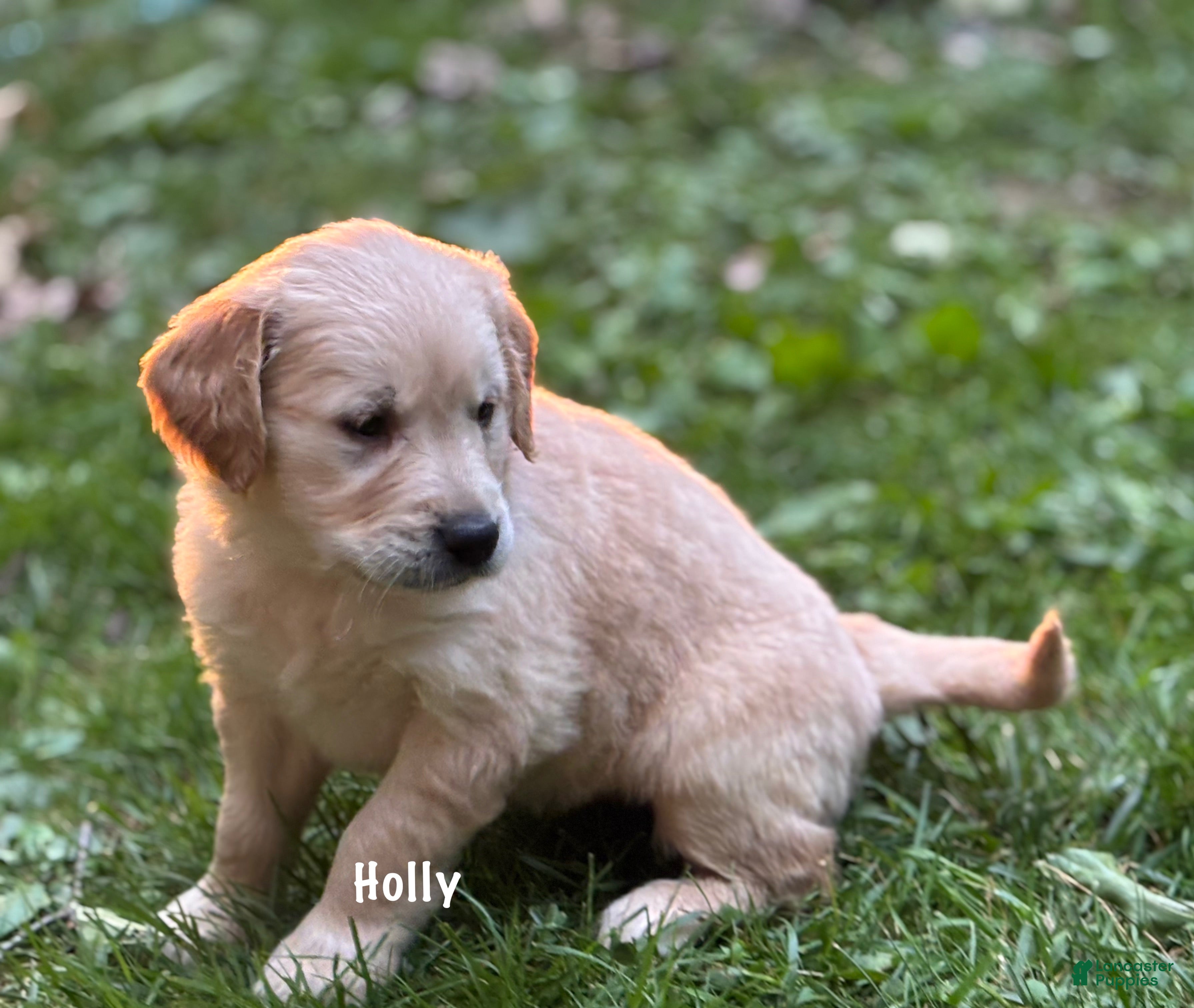 Golden Retriever dogs Holly - Ad 1