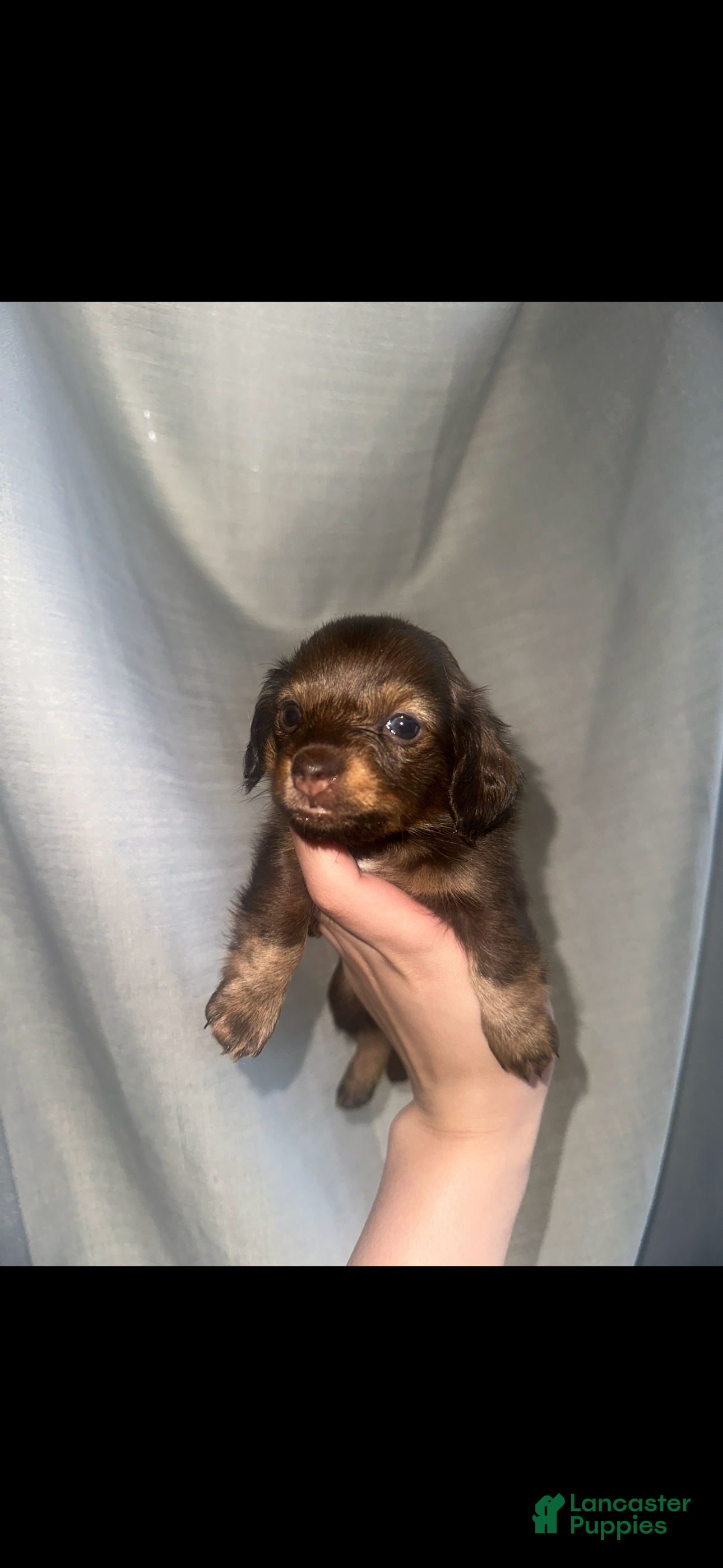 Miniature Dachshund dogs Mini  - Ad 42