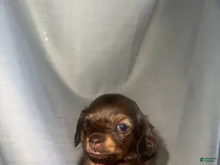 Miniature Dachshund dogs Mini - Ad 42