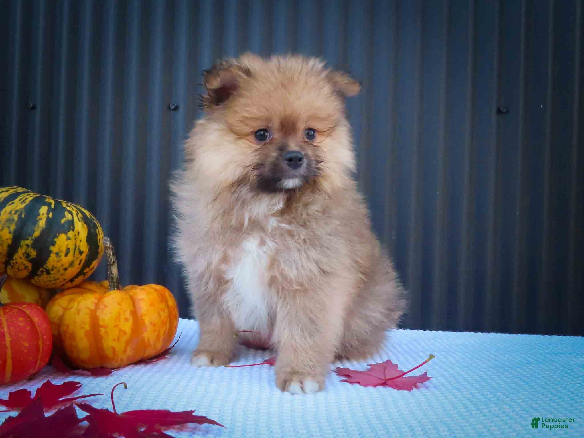Pomeranian dogs 🐾 Meet Rambo — A Bouncy Little Ball of Fluff! 🐾 - Ad 1