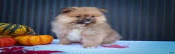 Pomeranian dogs for sale: 🐾 Meet Rambo — A Bouncy Little Ball of Fluff! 🐾 - Ad 9