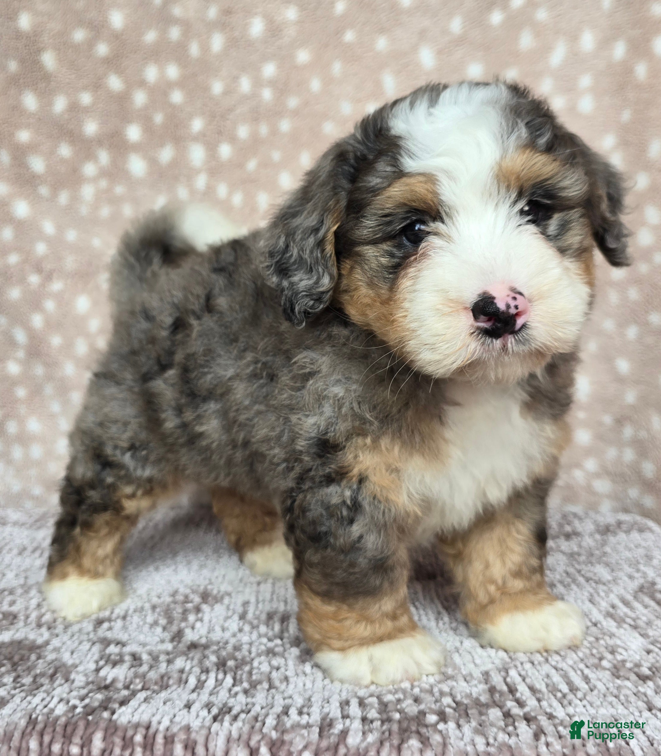 Mini Bernedoodle dogs Mini Harley - Ad 1