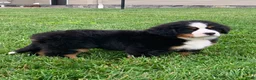 Bernese Mountain Dog dogs for sale: Willow  - Ad 11