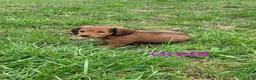 Dachshund dogs for sale: Greta - Ad 3