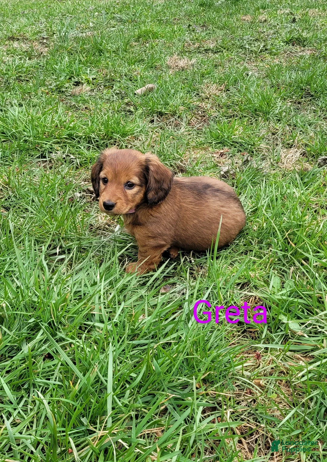 Dachshund dogs for sale: Greta - Ad 3