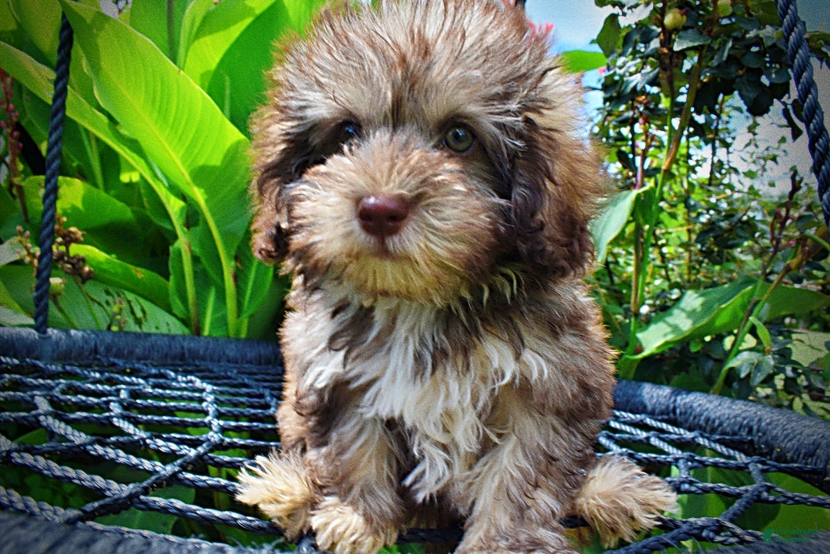 Havapoo dogs Fancy - Ad 2