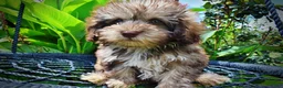 Havapoo dogs for sale: Fancy - Ad 2