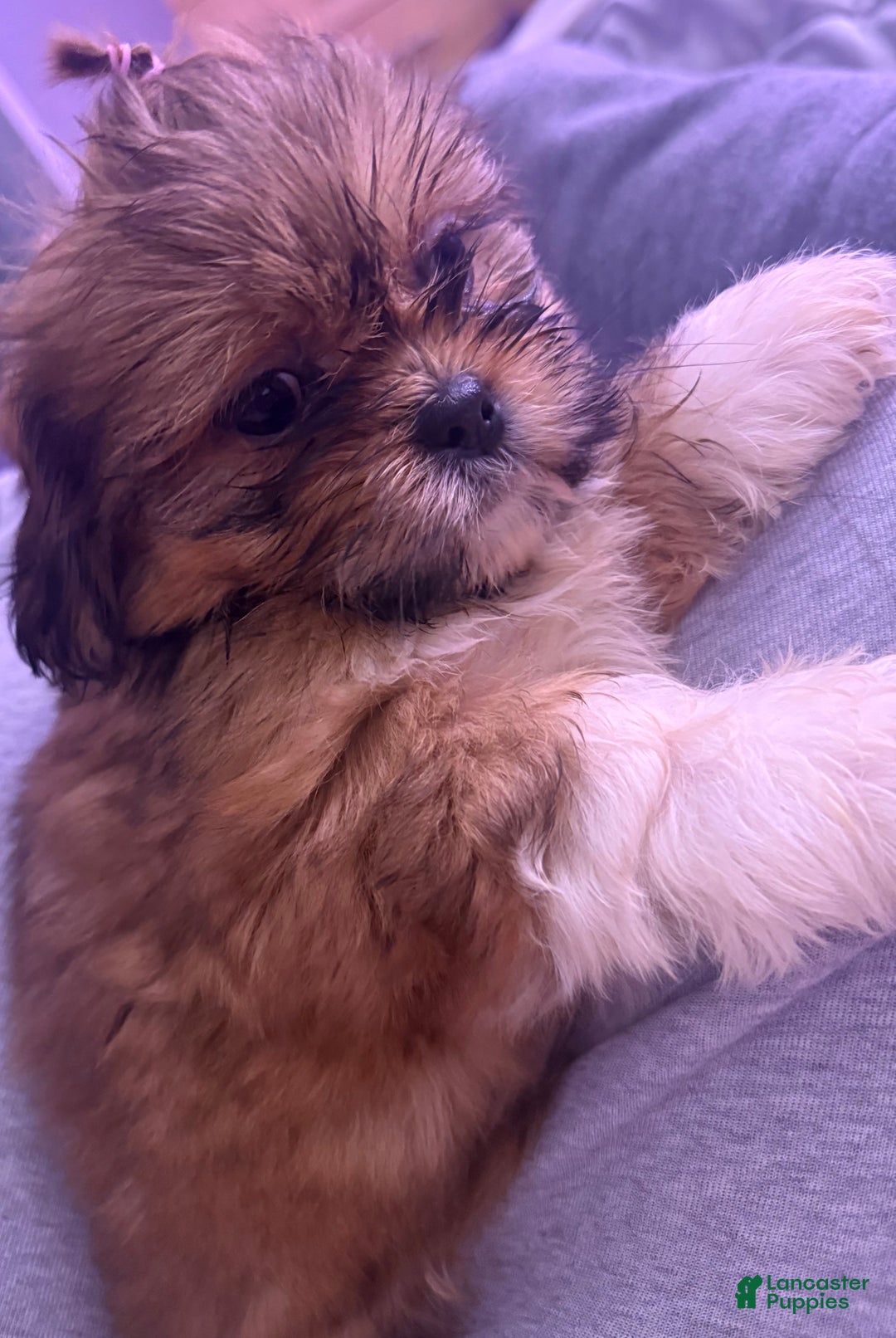 Shih Tzu dogs for sale: Shih Tzu Puppy 2 - Ad 6