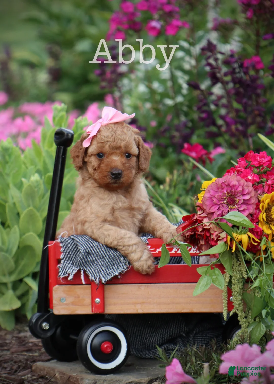 Mini Goldendoodle dogs for sale: Abby - Ad 1