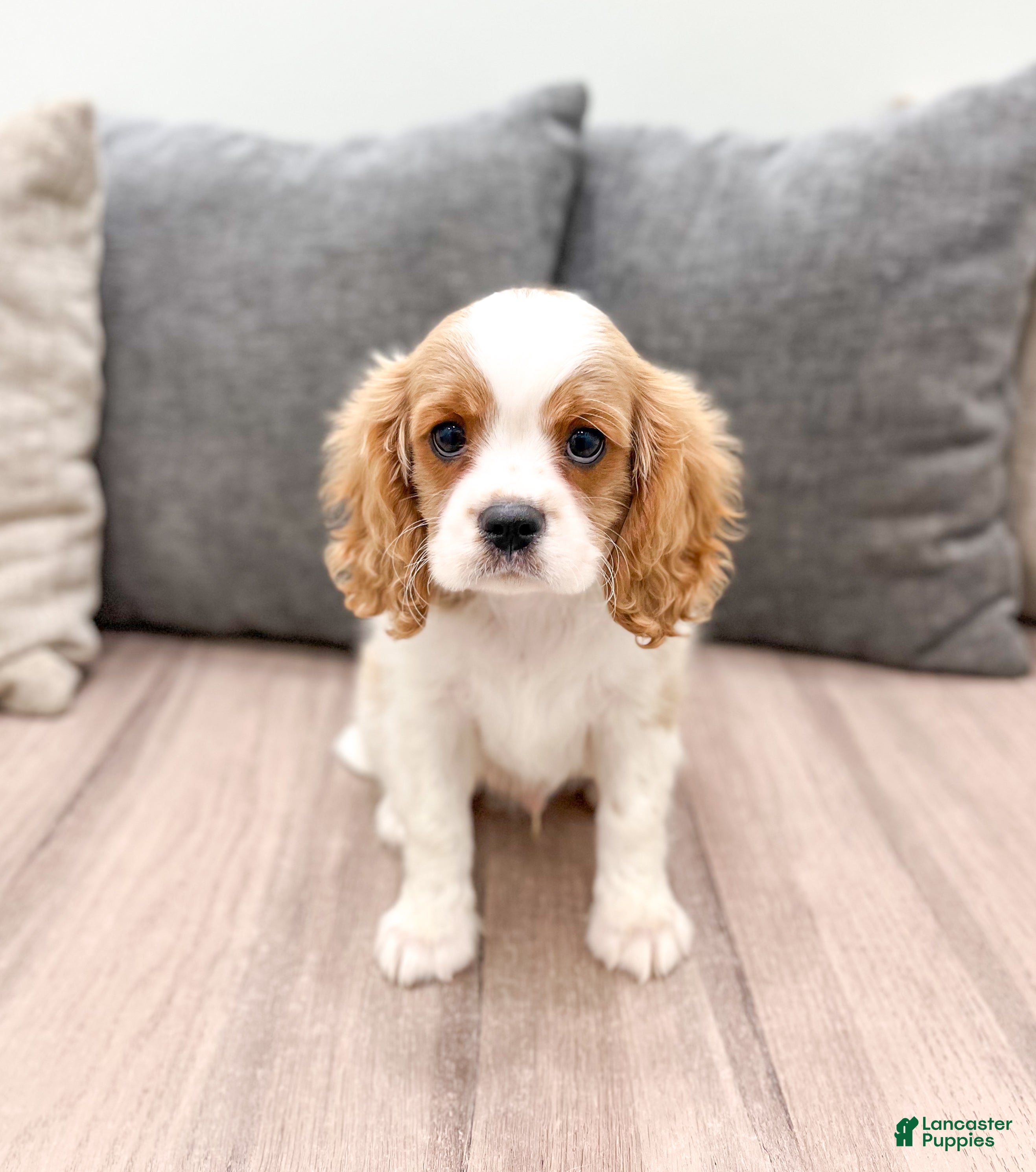 Cavalier King Charles Spaniel dogs Leo - Ad 10