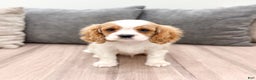 Cavalier King Charles Spaniel dogs for sale: Leo - Ad 1