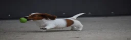 Miniature Dachshund dogs for sale: Cosmo - Ad 13