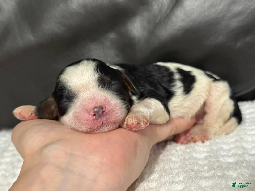 Cavapoo dogs for sale: Maisie - Ad 2