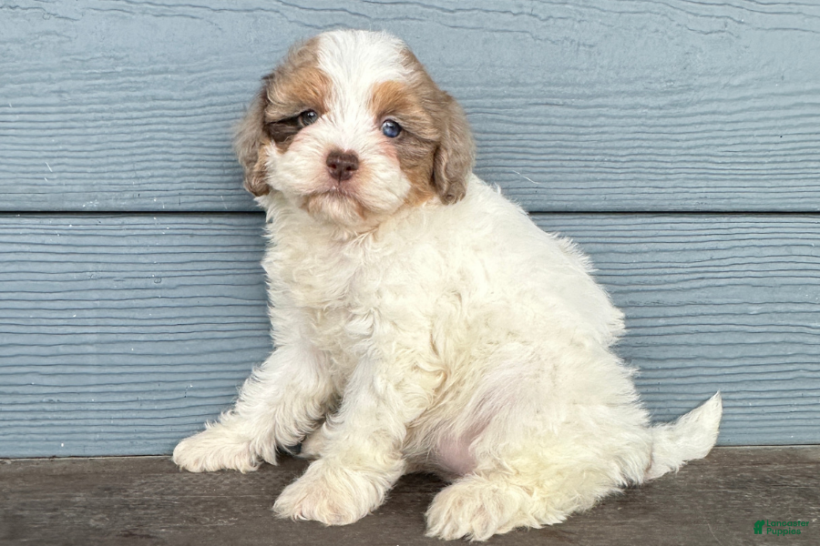 Cavapoo dogs Patty - Ad 10