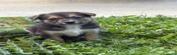 Mixed Breed dogs for sale: Puppy 2 - Ad 1