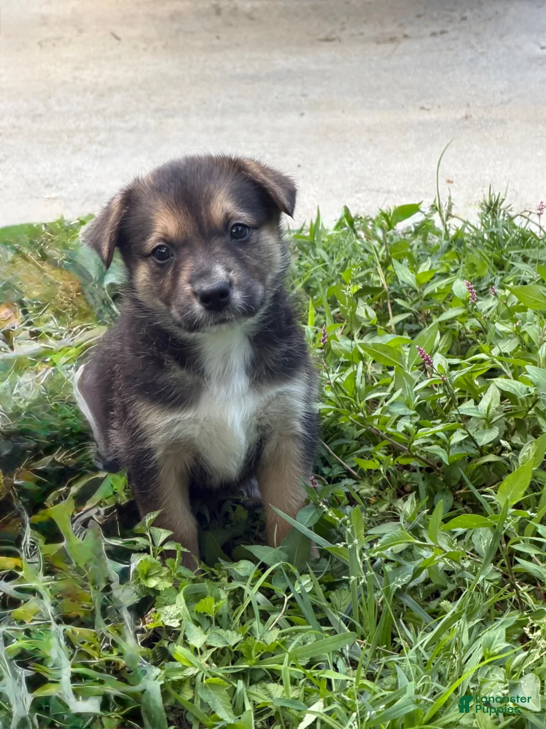 Mixed Breed dogs for sale: Puppy 2 - Ad 1