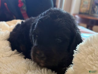 Mixed Breed dogs female # 4 English Shepherd Doodle - Ad 14