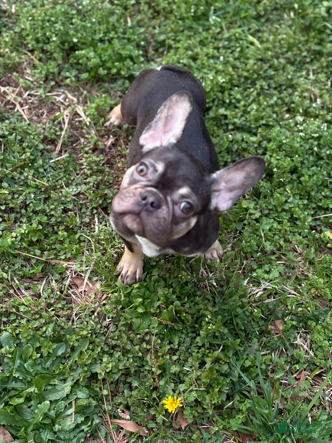 French Bulldog dogs for sale: French Bulldog Puppy 1 - Ad 2