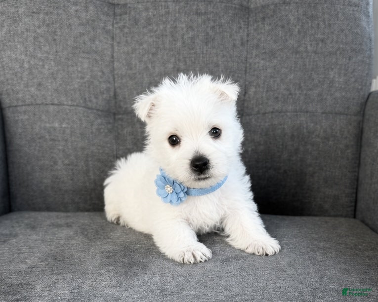 West Highland Terrier dogs Atlee - Ad 1