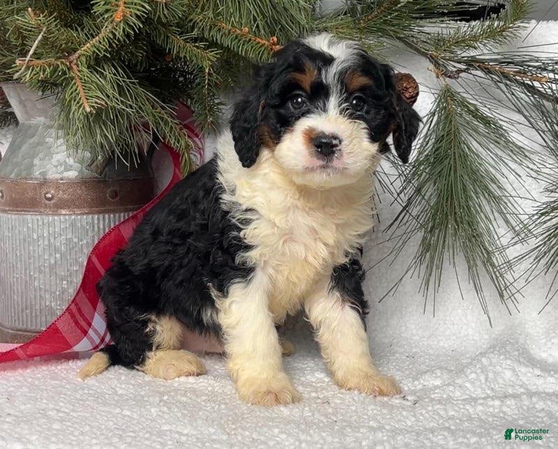Mini Bernedoodle dogs Brutus - Ad 3