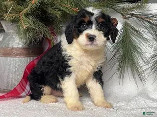 Mini Bernedoodle dogs Brutus - Ad 20