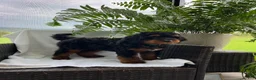 Mini Bernedoodle dogs for sale: Leo - Ad 3