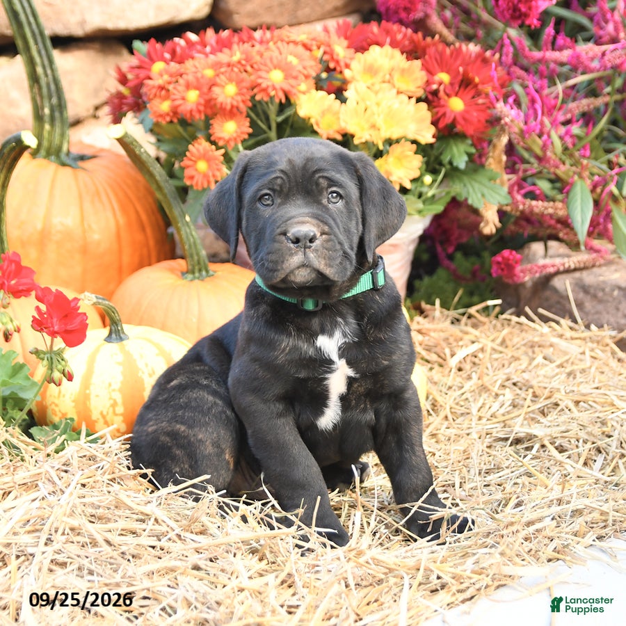 Cane Corso dogs Duke - Ad 2