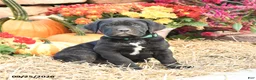 Cane Corso dogs for sale: Duke - Ad 2