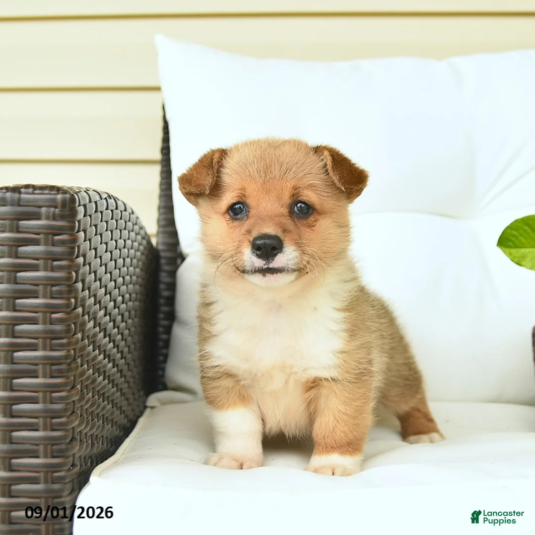 Welsh Corgi Pembroke dogs for sale: Blossom  - Ad 5