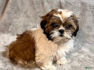 Shih Tzu dogs Milo - Ad 39